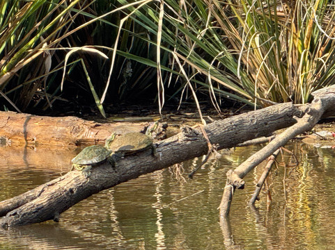 Beyond the Bayou-新奥尔良必去景点