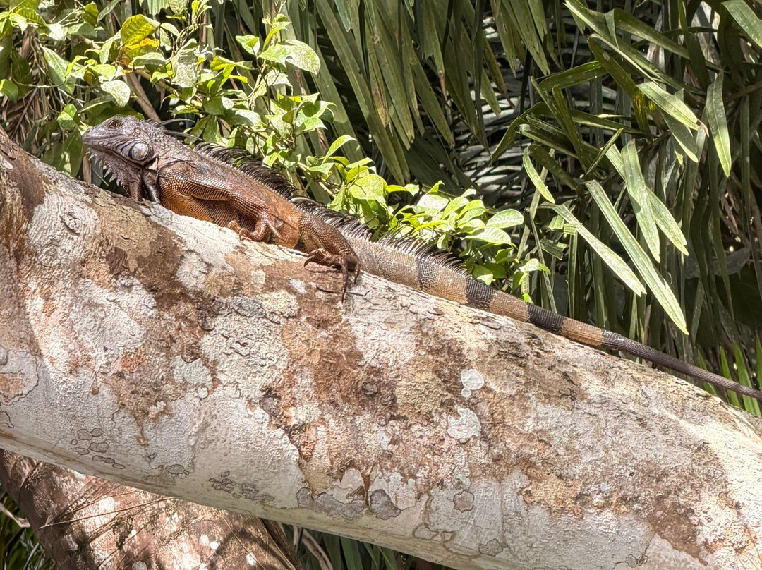Almiza Tours by My friend Mario-巴拿马城必去景点