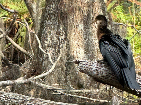 CatBoat Adventure Tours-Mount Dora必去景点