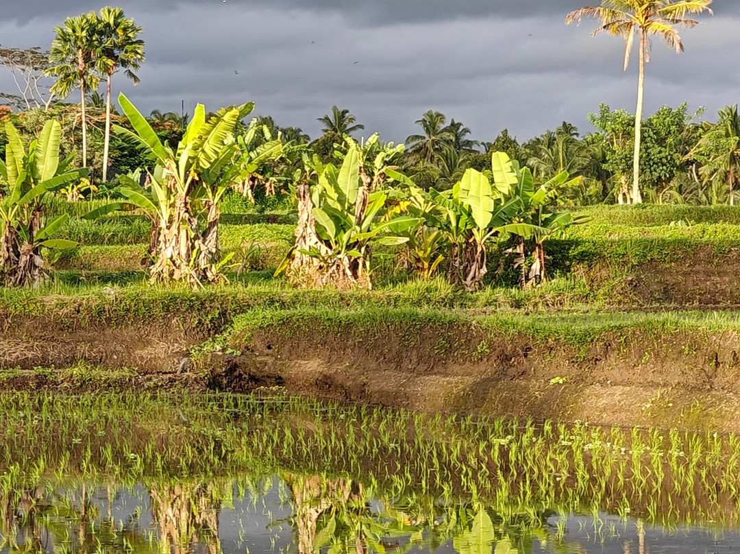 Tumang Bali Cooking Class-乌布必去景点