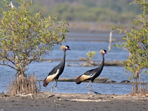 Senegambia Birding-Mandinari必去景点