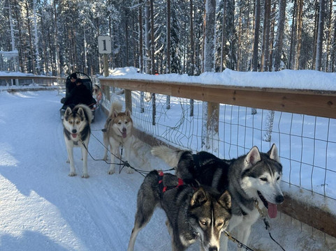 Arctic Circle Husky Park-罗瓦涅米必去景点