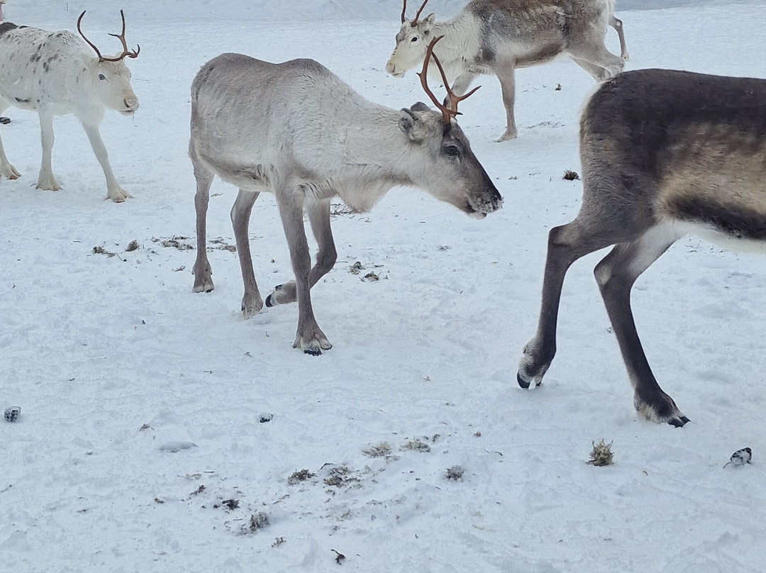 Inari Reindeer Farm-伊纳里必去景点