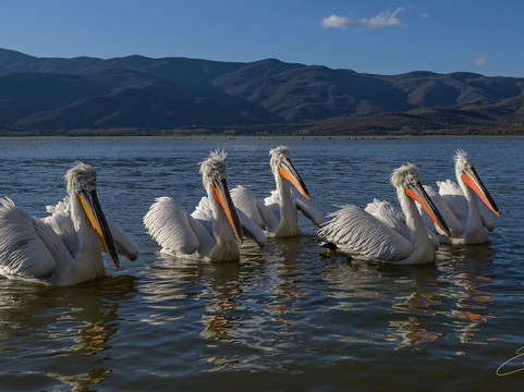 Greece Bird Tours-Marathon必去景点