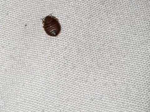 威利斯北康罗红顶酒店主图