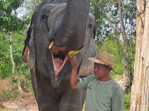 Kulen Elephant Forest-暹粒必去景点
