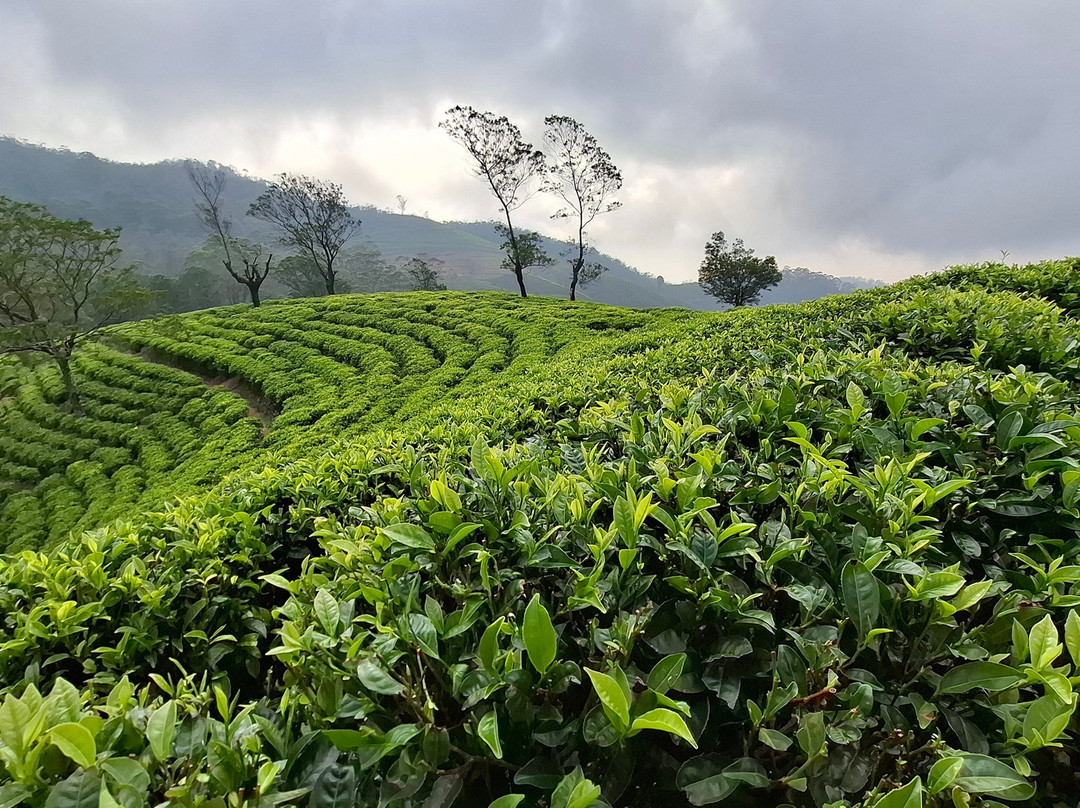 H Tour's Ceylon-Warakapola必去景点