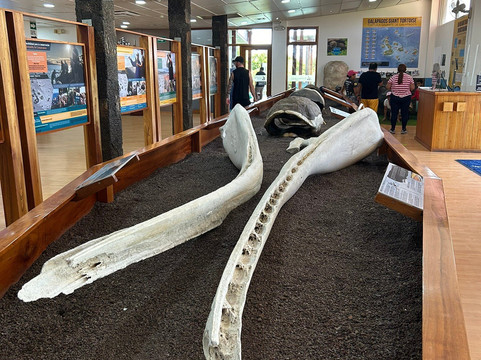 Charles Darwin Research Station-阿约拉港必去景点