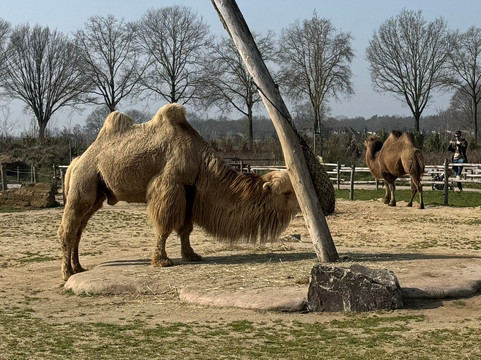 Zooparc Overloon-Overloon必去景点