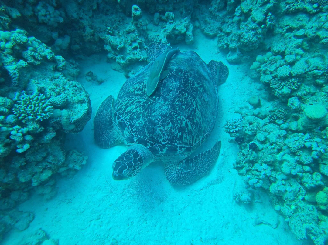 Aquarius Diving Club-马卡迪湾必去景点