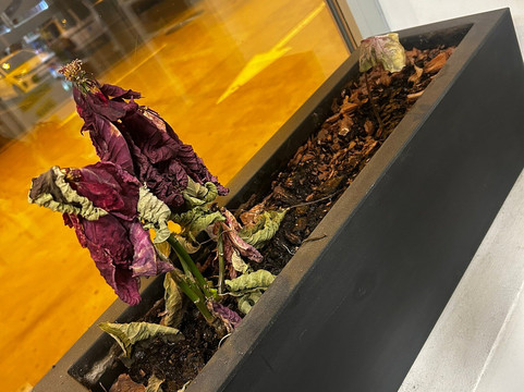 Cafeteria PCAN Los Rodeos