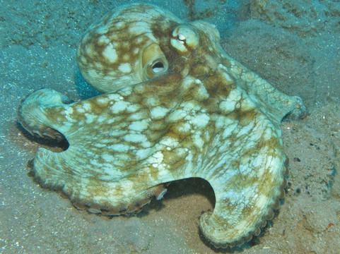 Sea Saba Dive Center-Windwardside必去景点