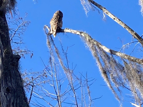 Okefenokee National Wildlife Refuge-Folkston必去景点