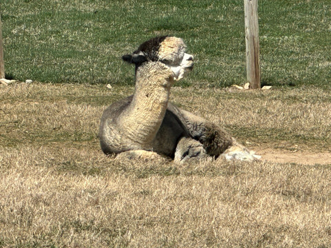 Winchester Creek Farm-韦恩斯维尔必去景点