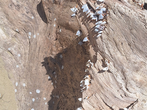 Retire in Panama Tours | Move to Panama | Panama Relocation Experts-波魁特必去景点