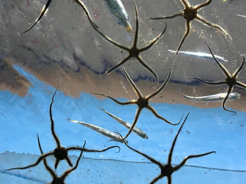 Ilfracombe Aquarium-伊尔弗勒科姆必去景点