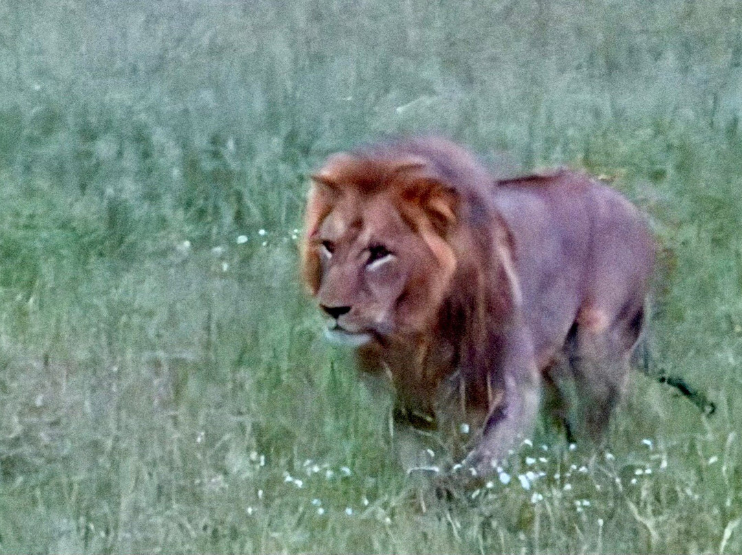 Safari Desire-Sekenani必去景点