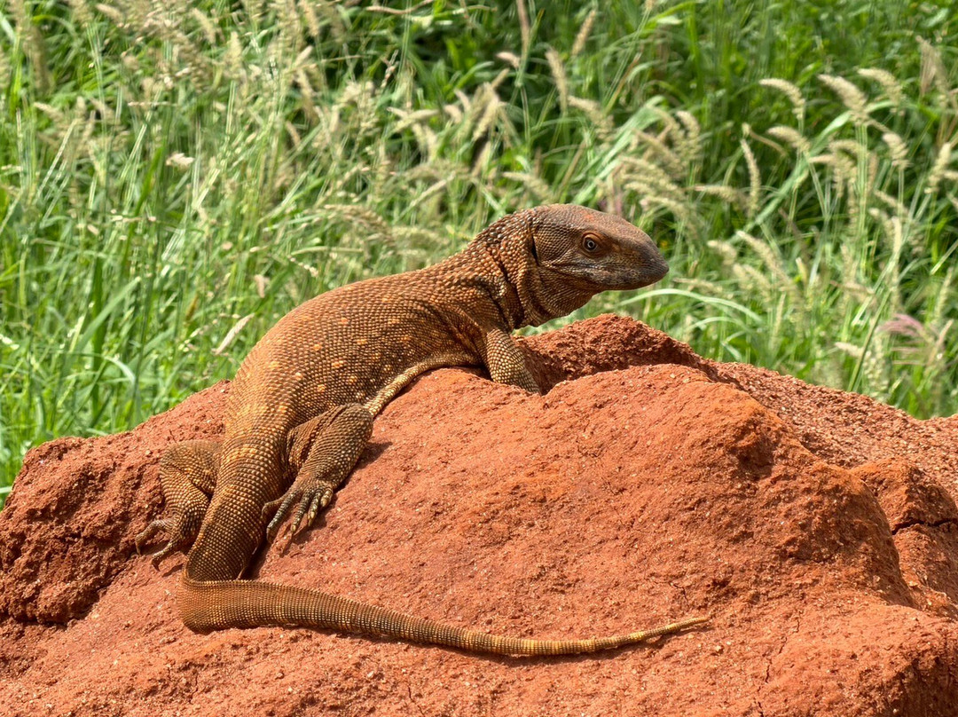 Safari Desire-Sekenani必去景点