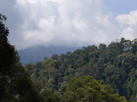 Trekking Orangutan Sumatra-武吉拉旺必去景点