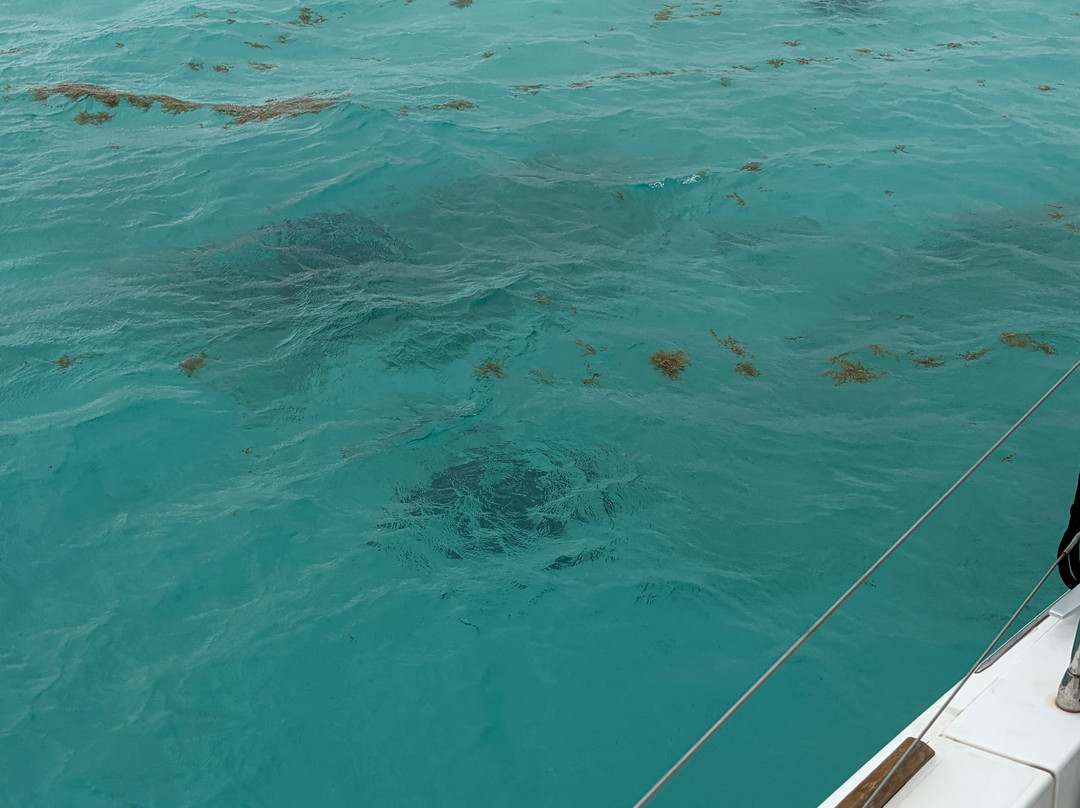 Point Blue Sailing-Camana Bay必去景点