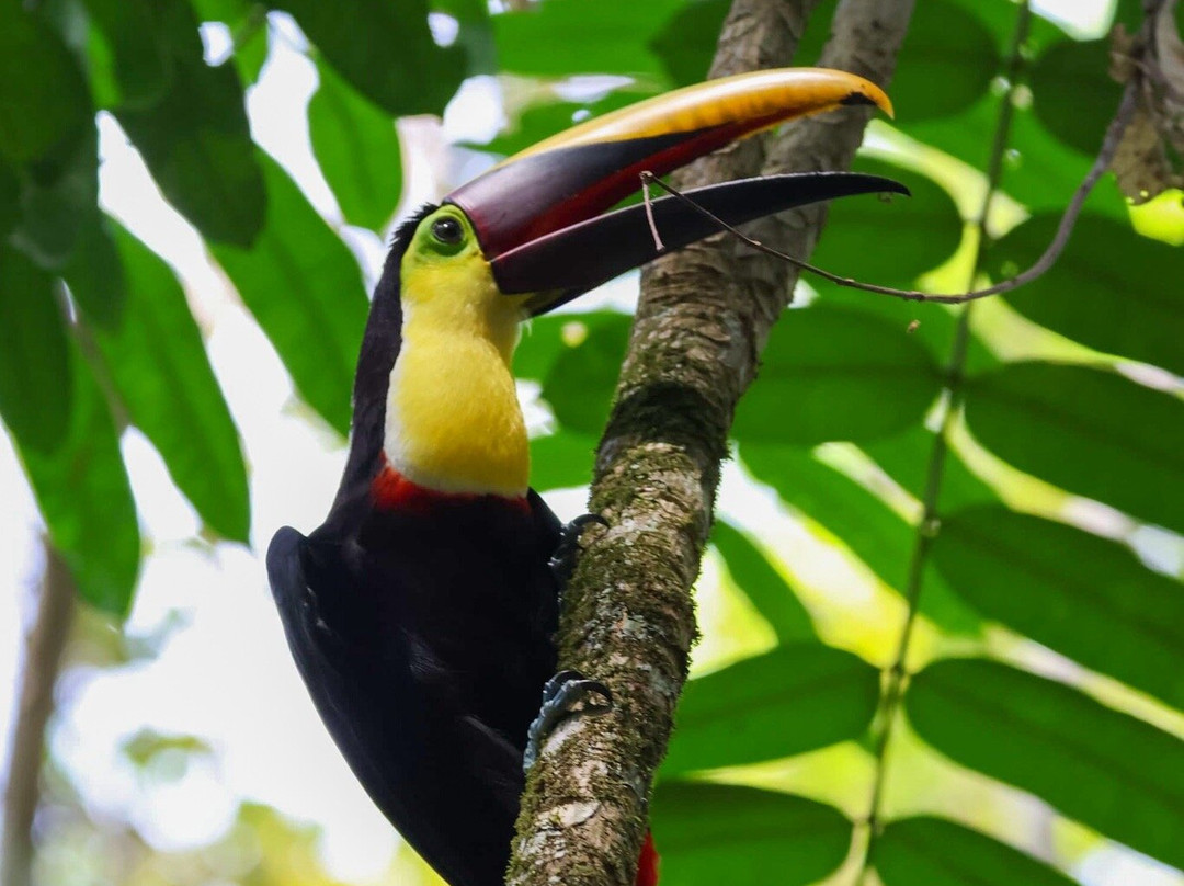 Osa Green Travel-希门尼斯港必去景点