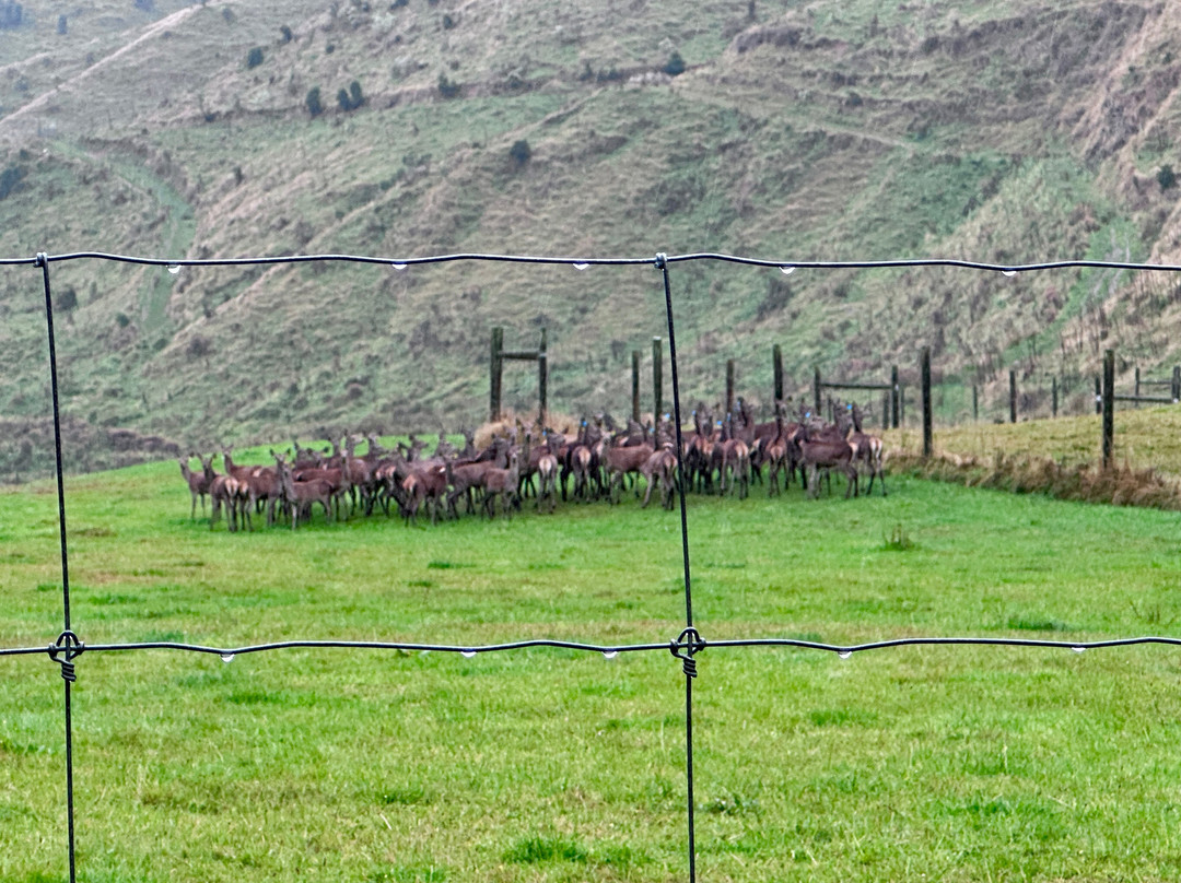 The Natural Flames Experience - Day Tours-Murchison必去景点