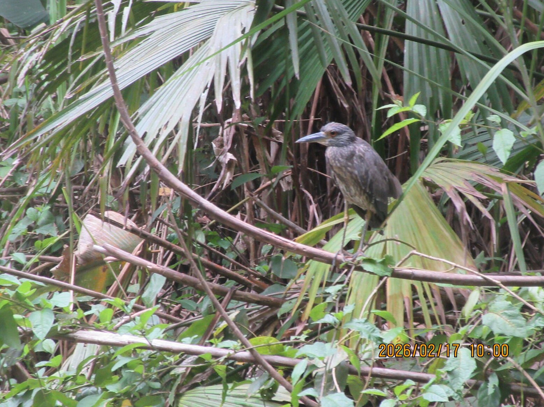 Tortuguero Canal-利蒙港必去景点