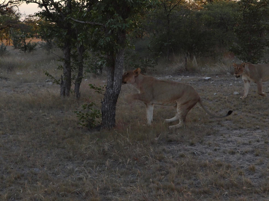 Safarihoek Lodge主图