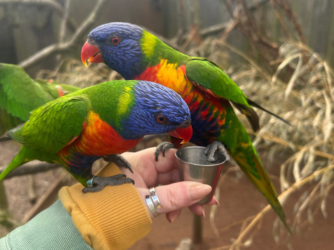 Wild Zoological Park-Bobbington必去景点