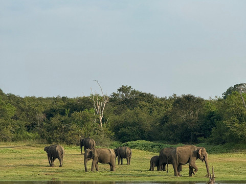 Udawalawe Safari Jeep With Guides-乌达瓦拉维国家公园必去景点