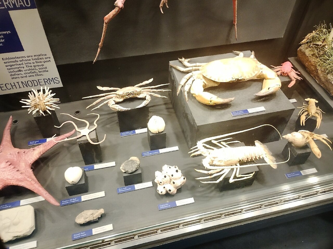 Museum of Cardiff-卡迪夫必去景点