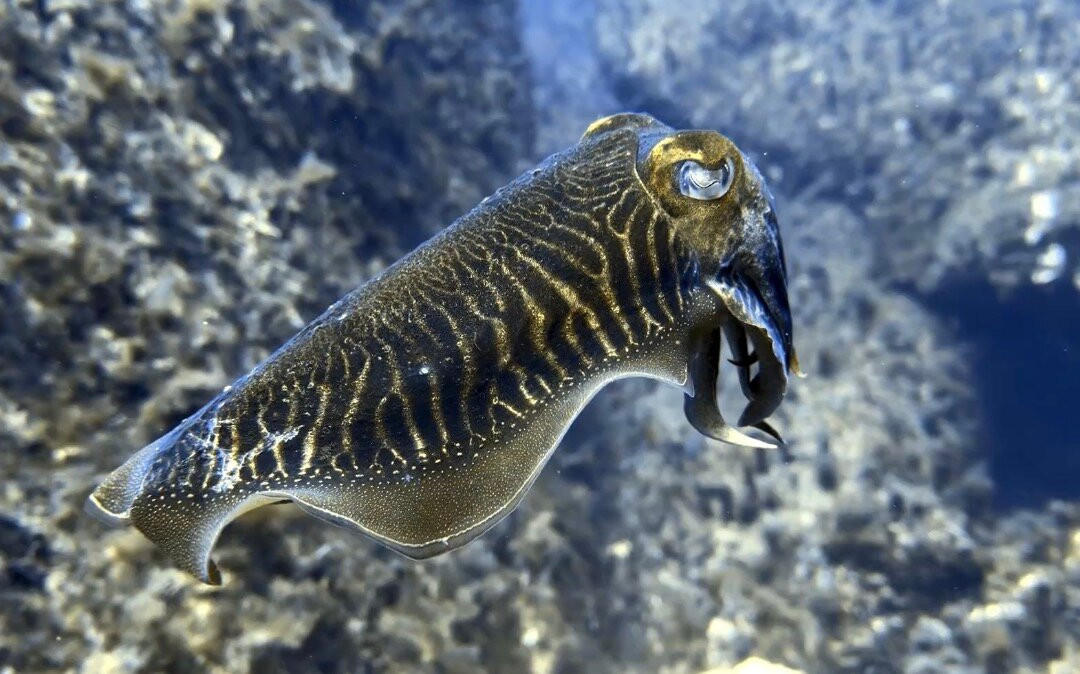 Bubbles Dive Centre-Marsalforn必去景点