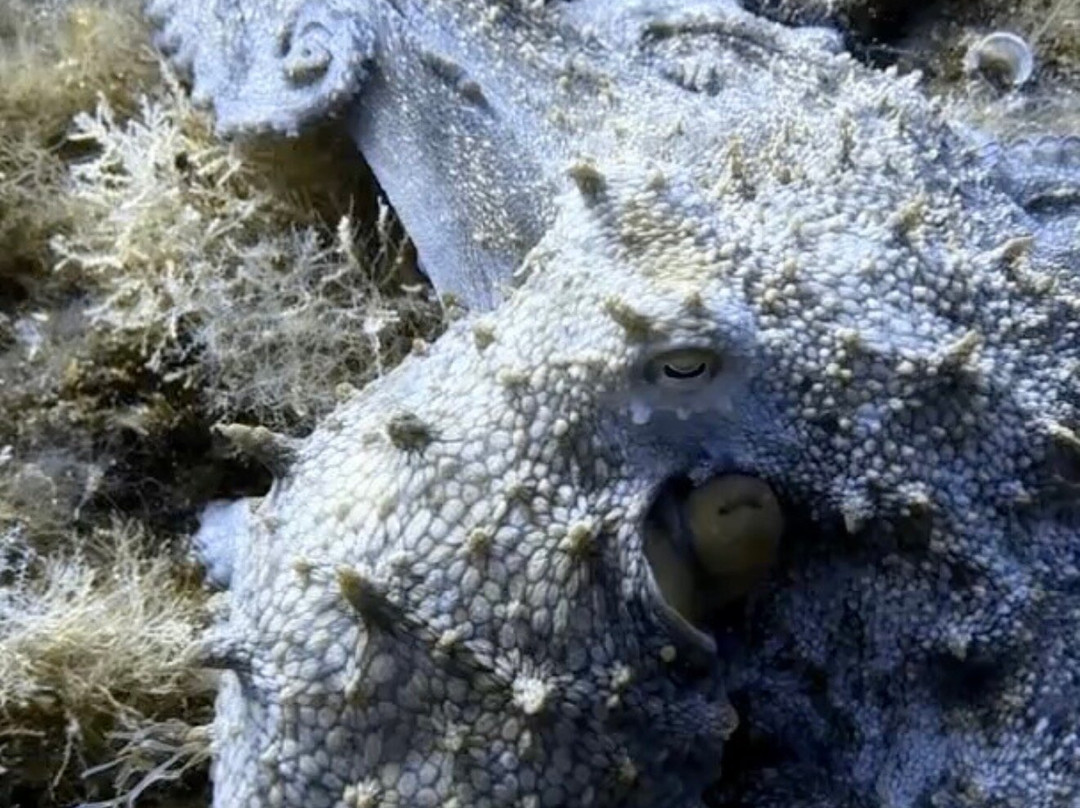 Bubbles Dive Centre-Marsalforn必去景点