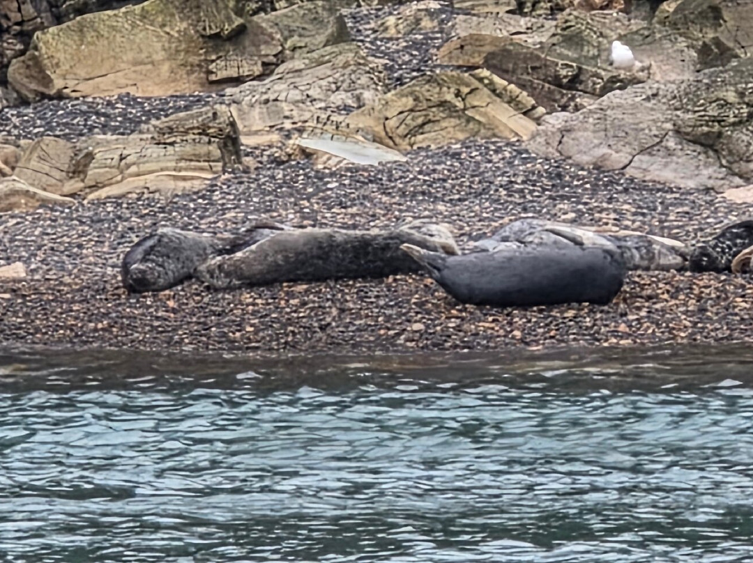 Pembrokeshire Islands Boat Trips-Marloes必去景点