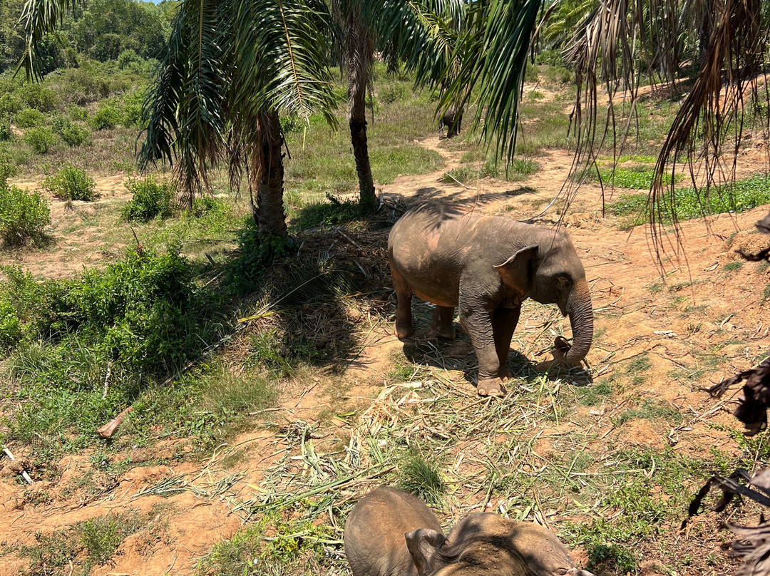 Following Giants - Krabi-Khlong Hin必去景点