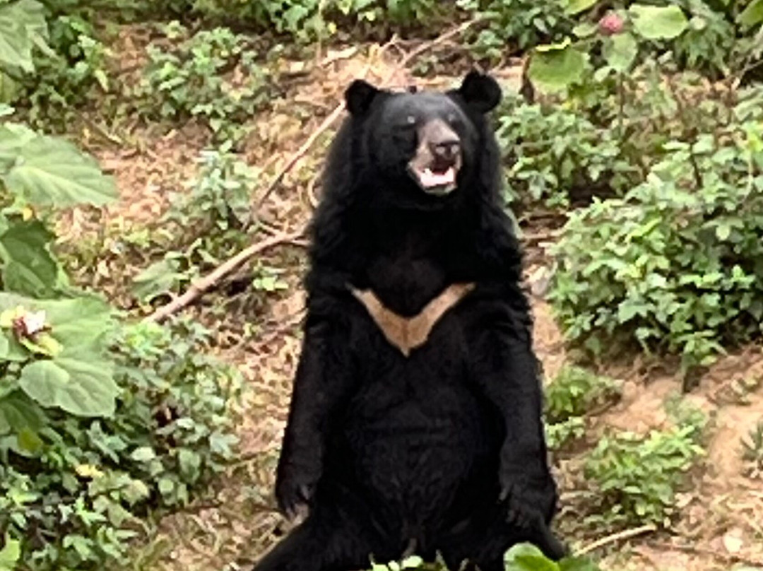 Bear Sanctuary Ninh Binh-宁平必去景点