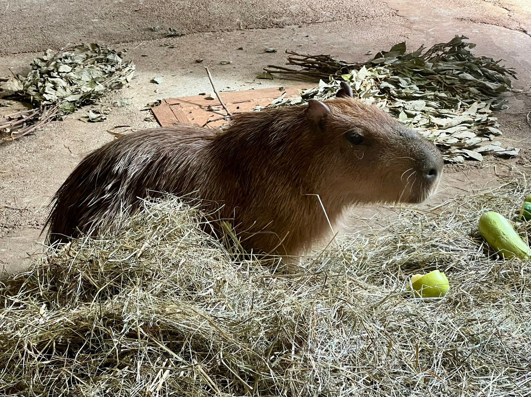 Kaliningrad Zoopark-加里宁格勒必去景点