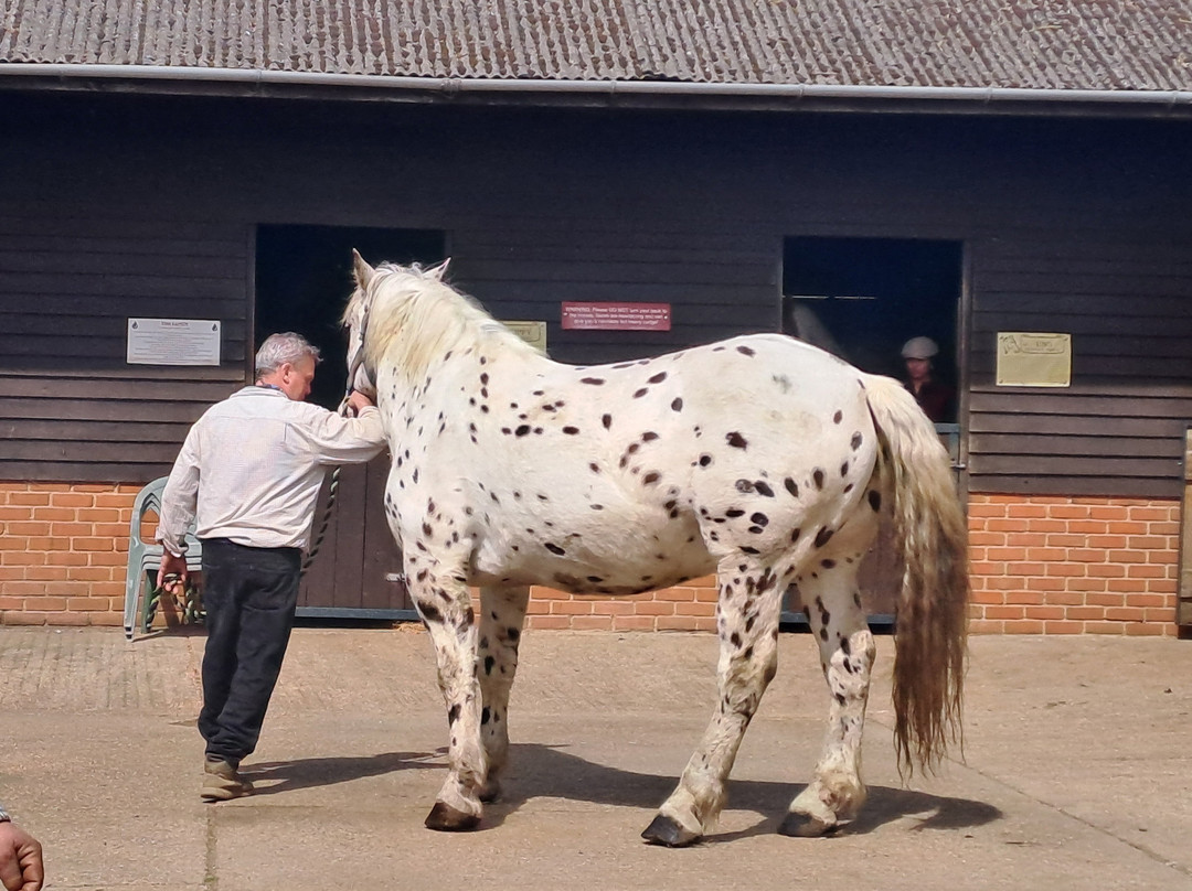 Dorset Heavy Horse Farm Park-Verwood必去景点