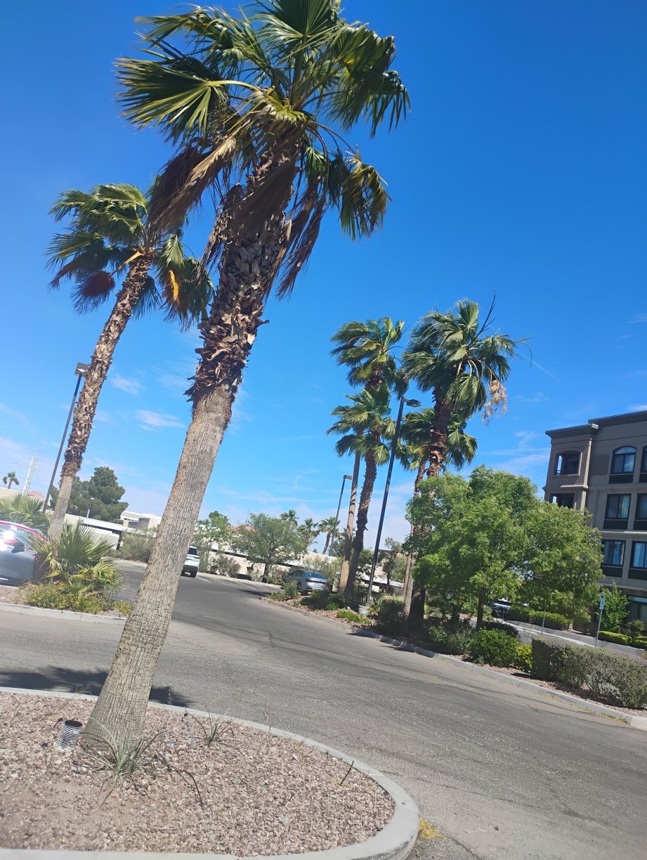 拉斯维加斯南圣玫瑰大道贝斯特韦斯特优质酒店-旅行者