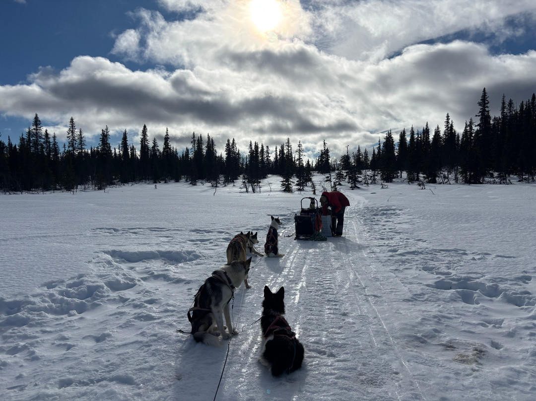 Petter Karlsson Sleddogs-Slussfors必去景点