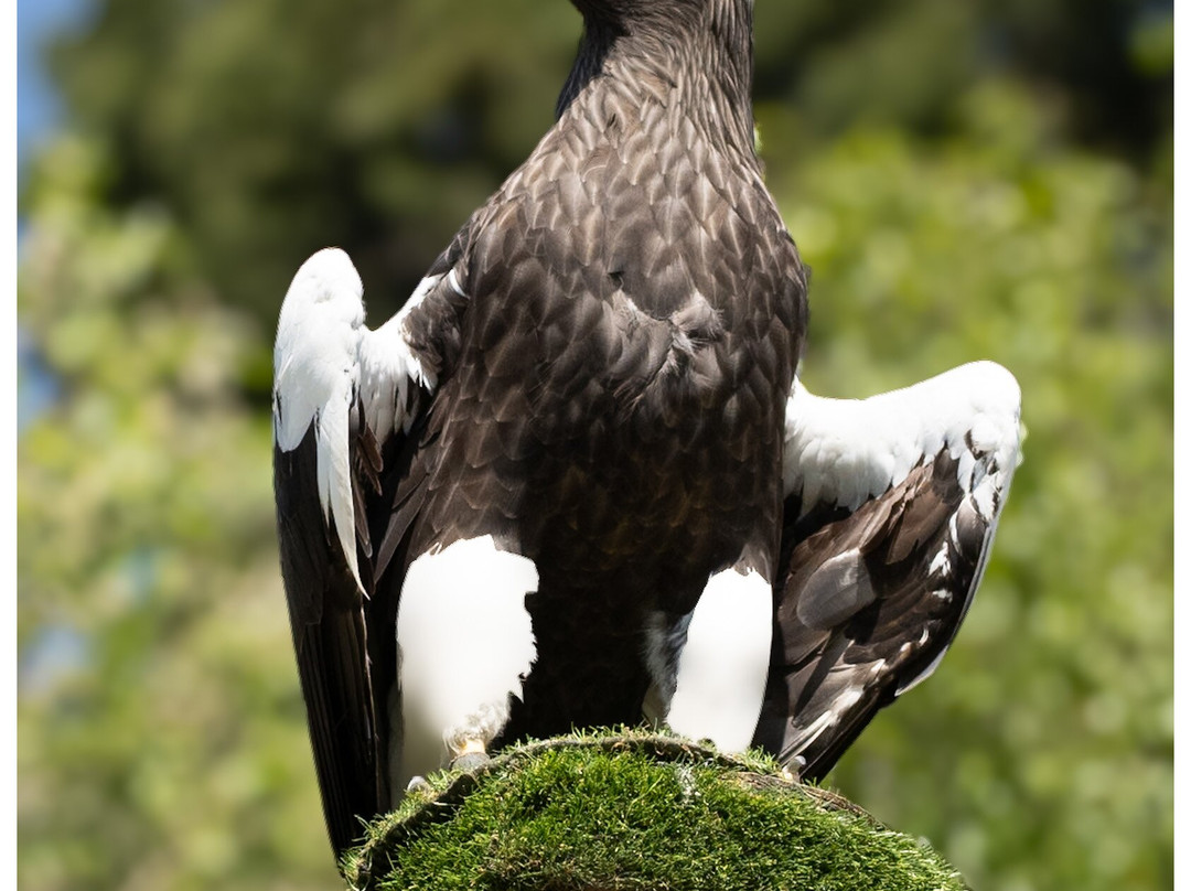 Thirsk Birds Of Prey Centre-瑟斯克必去景点