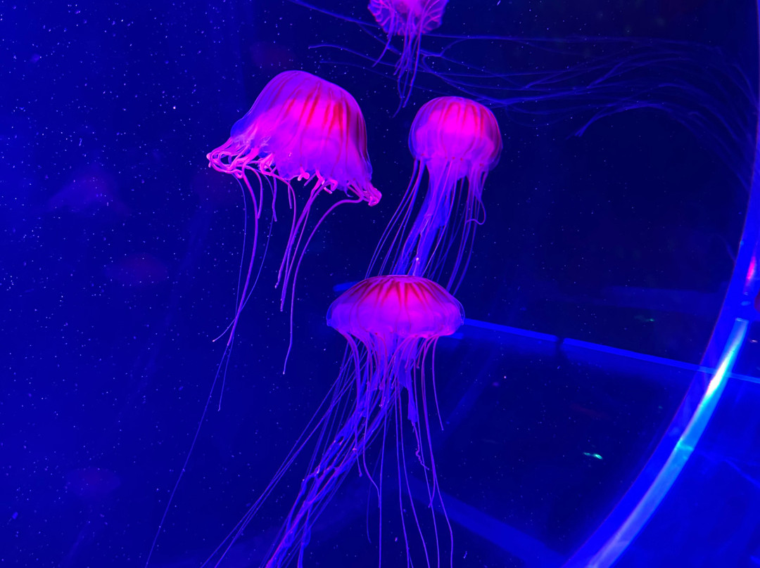 Jellyfish Museum-庞帕诺比奇必去景点