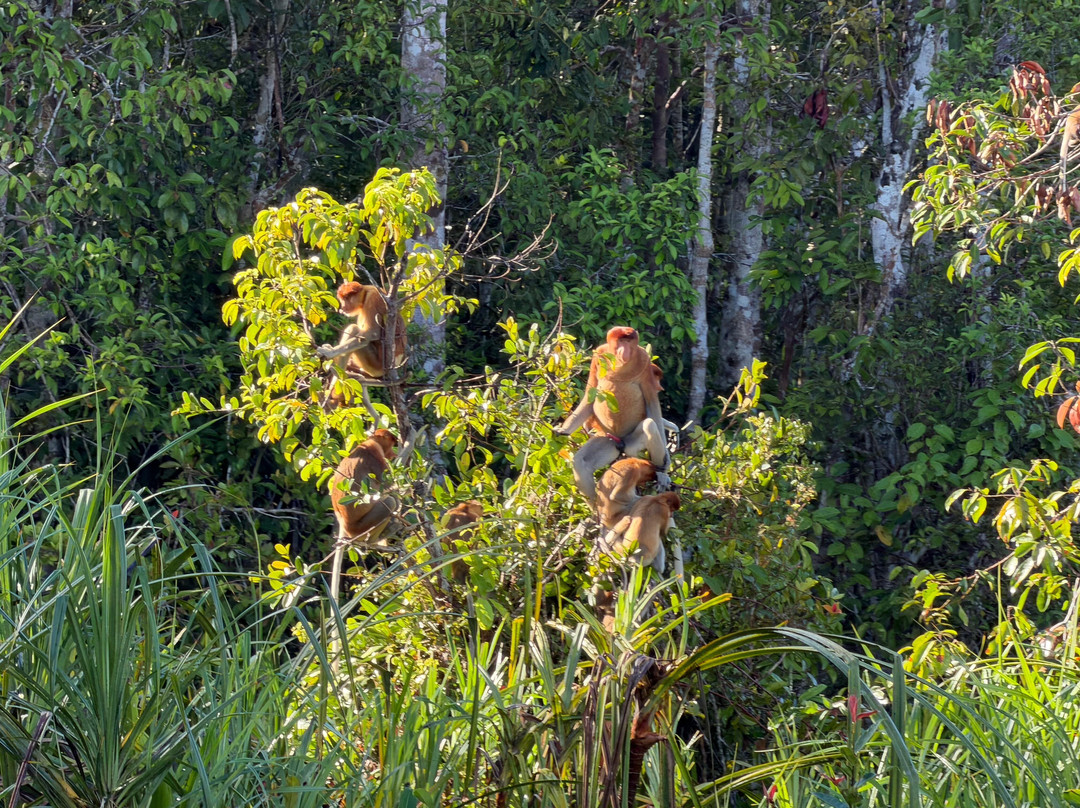 Local Guides - Tanjung Puting-Pangkalan Bun必去景点