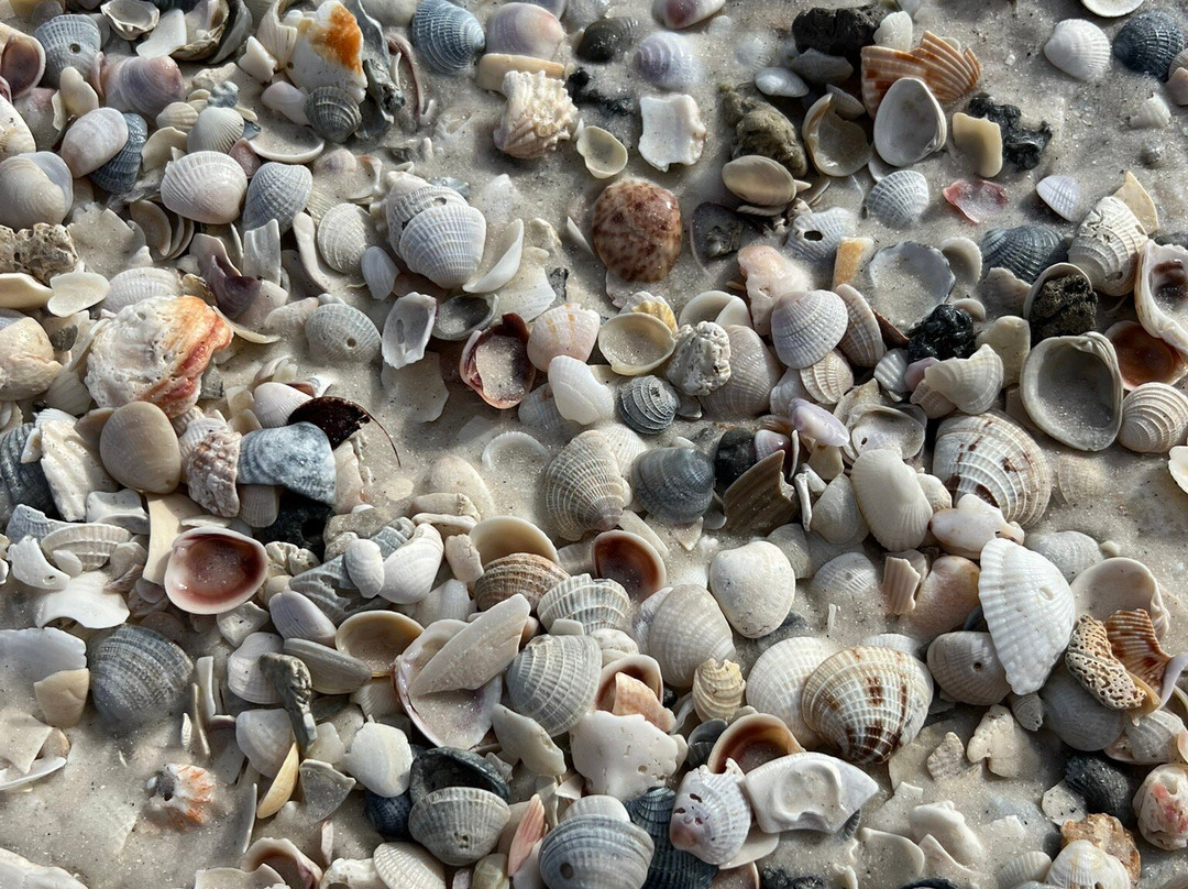 Cortez Beach-布雷登顿必去景点