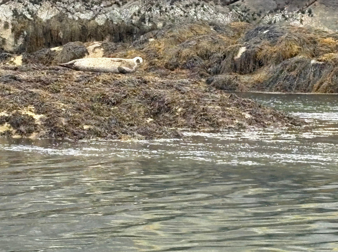 Kylesku Boat Tours-Kylesku必去景点