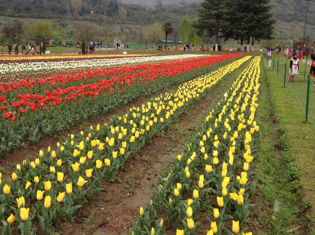 Indira Gandhi Tulip Garden-斯利那加必去景点