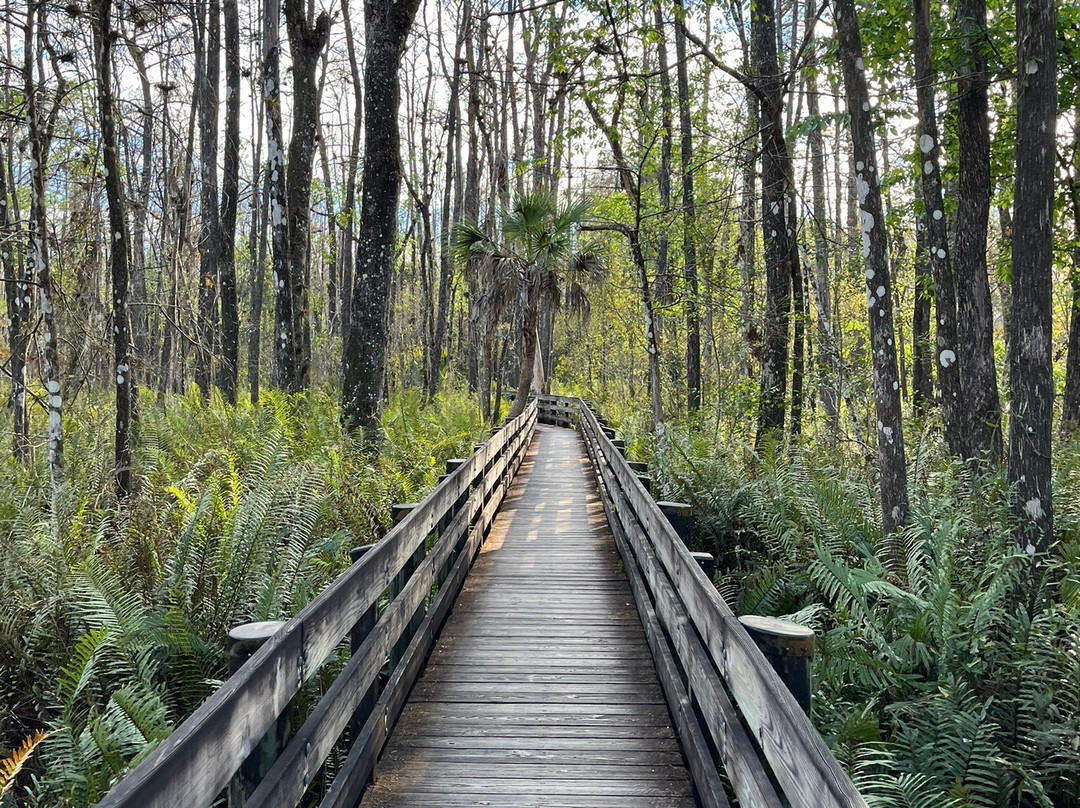 Six Mile Cypress Slough Preserve-迈尔斯堡必去景点