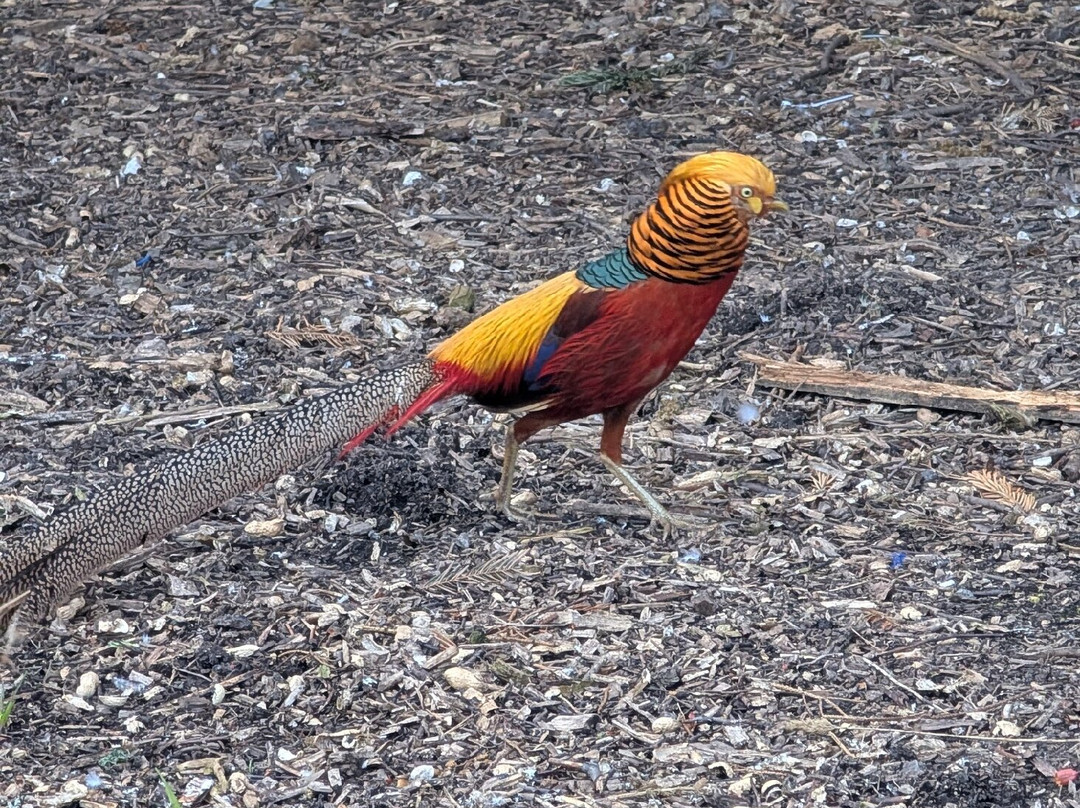 Lincolnshire Wildlife Park-Friskney必去景点