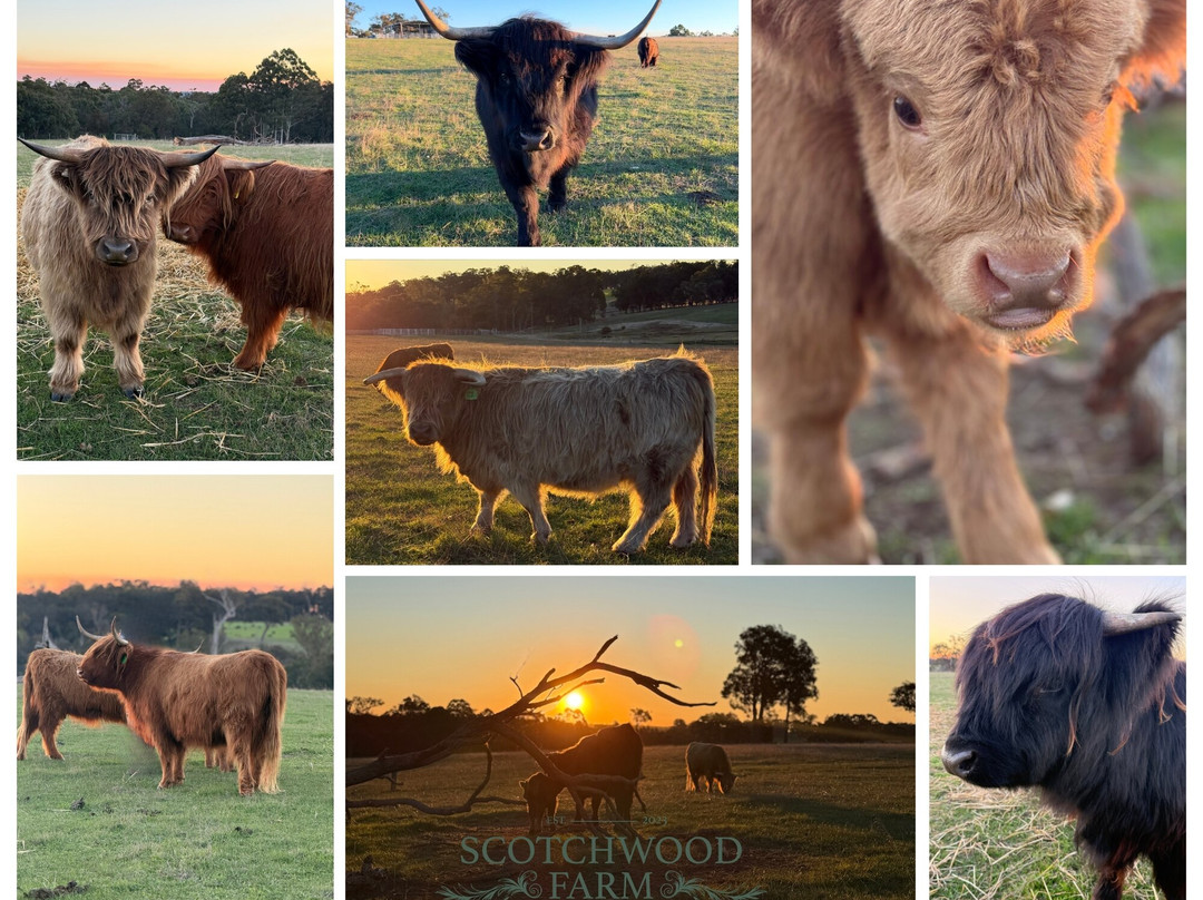 Scotchwood Farm - Highland cow Experience