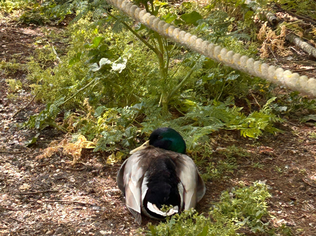 Pensthorpe-Fakenham必去景点